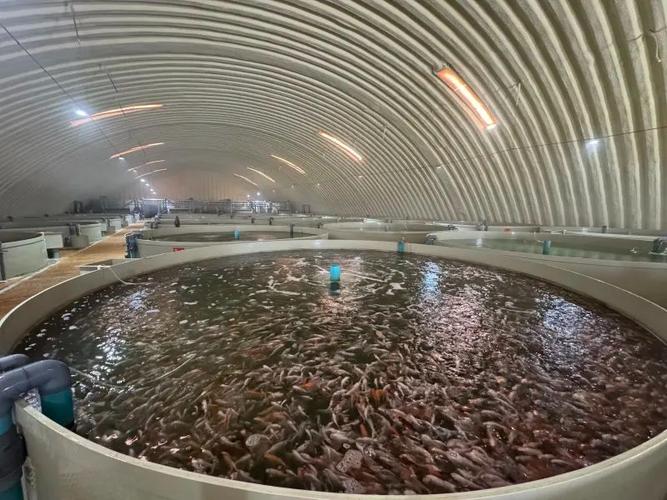 名优特水产工厂化循环水养殖在昌吉市取得成功